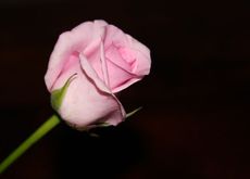 Rose-120.jpg